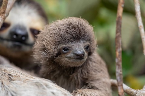 Close up of a baby three-toed sloth (Bradypus variegatus) resting on its mother's belly.