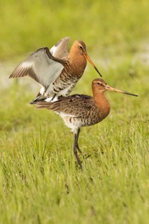 Black-tailed Godwit (Limosa limosa) pair mating, Lower Saxony, Germany