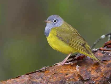 Canada, Manitoba, June, male