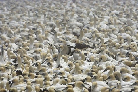 Cape Gannet (Morus capensis), South Africa