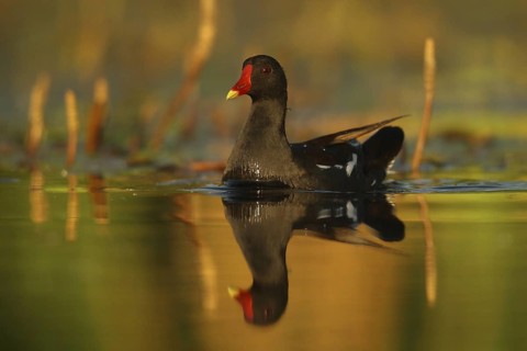 Common Moorhen (Gallinula chloropus), Piedmont, Italy
