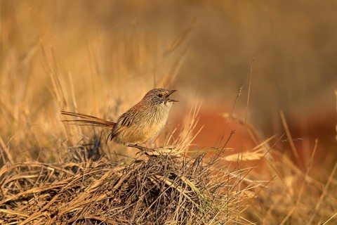 Short-tailed Grasswren (Amytornis merrotsyi pedleri), South Australia, Australia