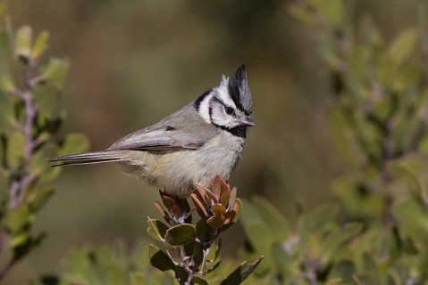 Bridled Titmouse (Baeolophus wollweberi), Arizona, USA