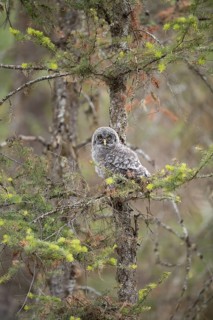 Great Grey Owl (Strix nebulosa) juvenile perched on a branch, British Columbia, Canada