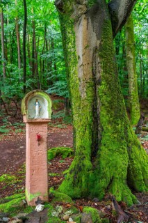 Red sandstone wayside shrine with a small Madonna next to a beech tree covered with moss, Gailbach,