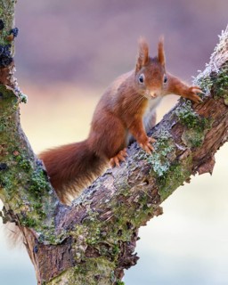 Squirrel (Sciurus), Germany