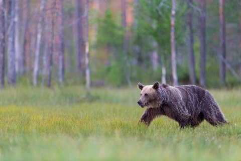 European brown bear, animals, mammals, (Ursus arctos arctos), forest, Scandinavia, bear family,