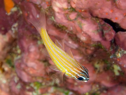 Golden-striped cardinalfish (Ostorhinchus cyanosoma Apogon cyanosoma)