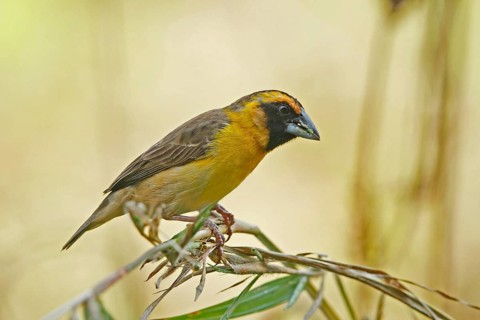Compact Weaver (Ploceus superciliosus), Bigodi Wetlands, Uganda