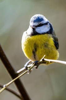 Blue Tit, Cyanistes Caeruleus, bird in forest