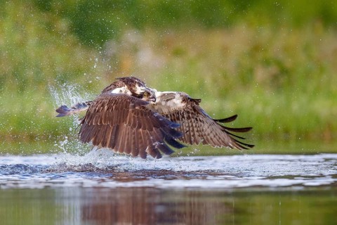 Osprey (Pandion haliaetus) fishing on lake, Cairngorms National Park, Scotland, United Kingdom
