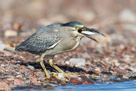 Striated Heron (Butorides striata) with fish prey in its beak, Eilat, Israel