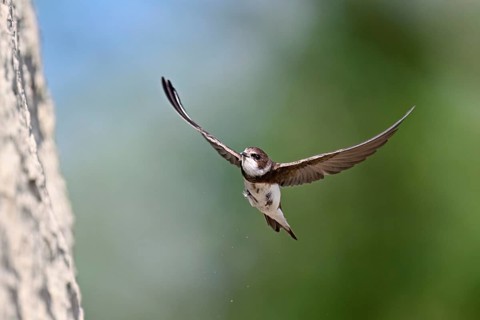 Sand martin (Riparia riparia), approaching the breeding tube, Reussegg nature reserve, Canton