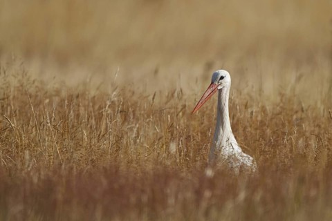 White Stork (Ciconia ciconia) foraging, North Rhine-Westphalia, Germany