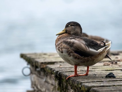 Mallard (Anas platyrhynchos) female sleeping on a jetty at Lake Chiemsee, Bavaria, Germany