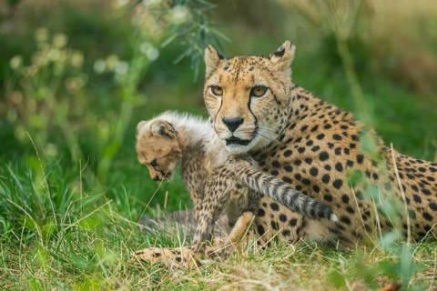 Cheetah (Acinonyx jubatus) mother with her youngster, captive, occurrence Africa