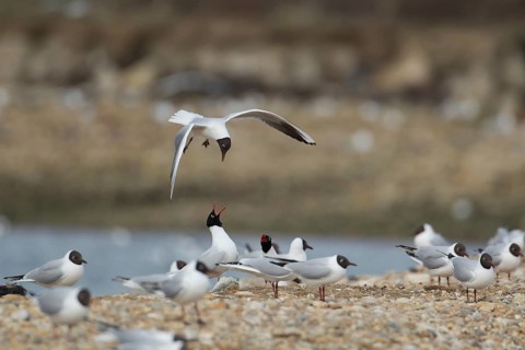 Black headed gull (Larus ridibundus) adult bird in flight mobbing a pair of Mediterranean gulls