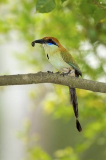 Russet-crowned Motmot Momotus mexicanus El Tuito, Jalisco, Mexico 12 June Adult carrying food.