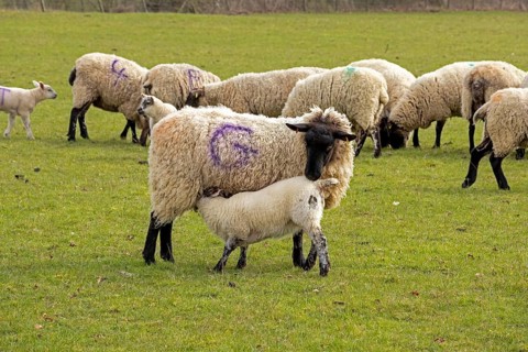 Sheep, lambs, sheep pasture, lamb drinking milk, public footpath, Moreton-in-Marsh, Cotswolds,