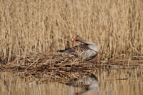 Greylag goose (Anser anser) building a nest in the reeds, North Rhine-Westphalia, Germany