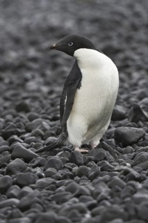 Adelie Penguin (Pygoscelis adeliae), Antarctica