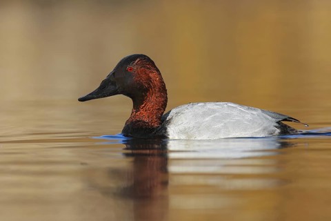 Canvasback (Aythya valisineria) male, British Columbia, Canada
