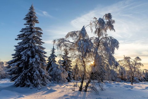 Winter landscape with snow-covered trees and branches covered with hoarfrost on the