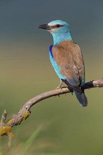 Roller, Almond Crow, (Coracias garrulus), animals, birds, raptors, raptor family, perch, biotope,