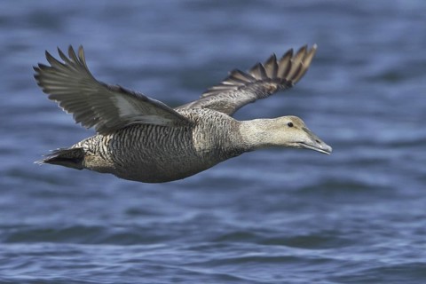 Common Eider (Somateria mollissima) female flying, Manitoba, Canada