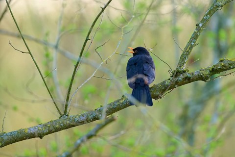 A black blackbird sits singing on a branch in a wooded area, blackbird (Turdus merula), spring,