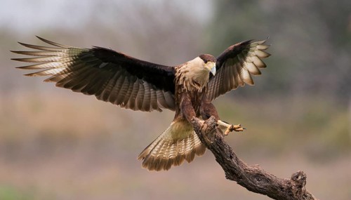 Crested Caracara (Caracara cheriway)