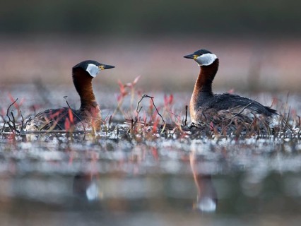 Red-necked Grebe (Podiceps grisegena) pair, Mecklenburg-Western Pomerania, Germany