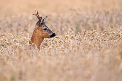 Roebuck (Capreolus capreolus) in wheat, Vechta, Lower Saxony, Germany