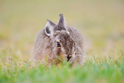 European hare (Lepus europaeus), young animal sitting in a meadow, North Rhine-Westphalia, Germany