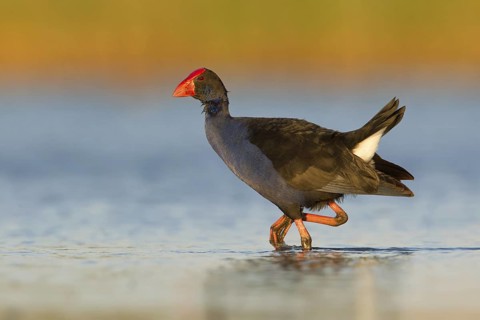 Australasian Swamphen (Porphyrio melanotus melanotus), Victoria, Australia