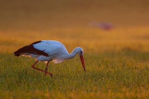 White Stork (Ciconia ciconia) foraging, North Rhine-Westphalia, Germany