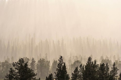 Backlight over forest area, Gällivare, Norrbotten, Lapland, Sweden, August 2020