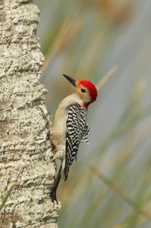 Red-bellied Woodpecker (Melanerpes carolinus) male climbing up tree, Florida, USA