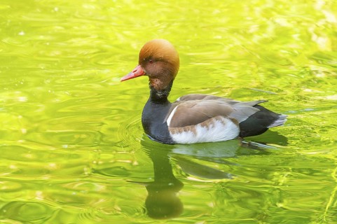 Red-crested pochard (Netta rufina) male and female pairing in lake in summer, Bavaria, Germany