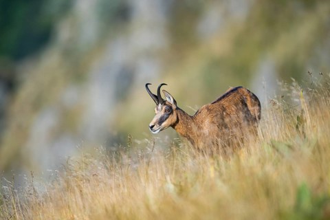 Chamois (Rupicapra rupicapra) on a meadow in the Vosges Mountains, wildlife, France