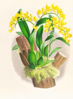 Orchid, Oncidium warscewiczi, authentic reproduction of an illustration by Jean Jules Linden (1817