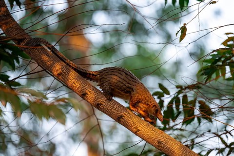 Pangolin climbing a tree, White-bellied pangolin (Phataginus tricuspis, Manis tricuspis), Western