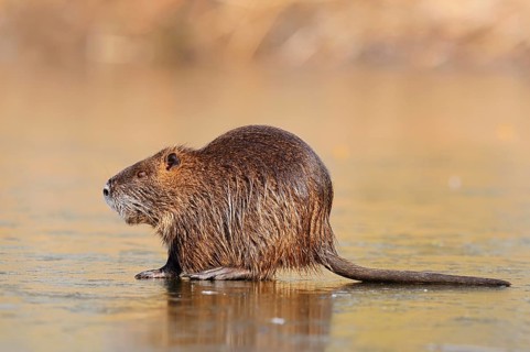 Nutria or swamp beaver (Myocastor coypus) on the ice surface of a lake in winter, neozoa in