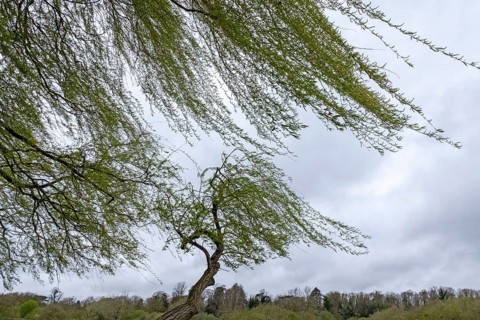 Weeping willows (Salix babylonica) in the wind, Stratford-upon-Avon, England, Great Britain