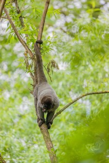 A common woolly monkey, brown woolly monkey, or Humboldt's woolly monkey (Lagothrix lagothricha)