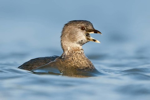 Pied-billed Grebe (Podilymbus podiceps), Texas, USA