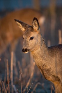 Portrait of a female Roe Deer, Roe deer doe (Capreolus capreolus) in first morning light. Some