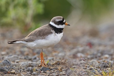 Common Ringed Plover (Charadrius hiaticula), Iceland