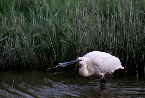 Spoonbill (Platalea leucorodia) looking for food in shallow water with drops of water in its open