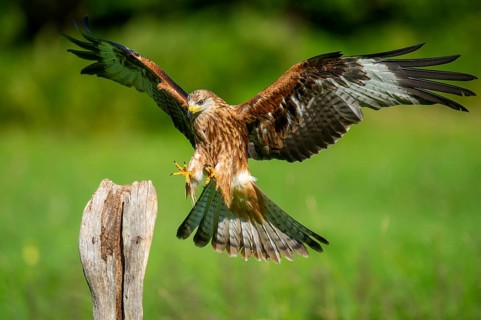 Red kite (Milvus milvus) flying, Gerolstein, Rhineland-Palatinate, Germany